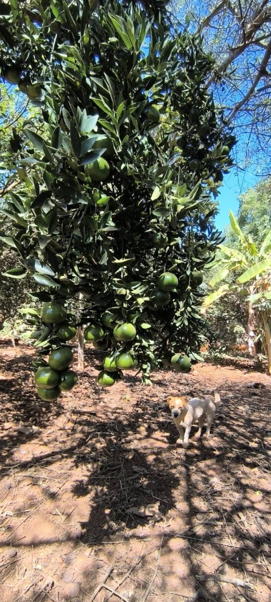 Chácara dos Sonhos de Porteira Fechada um Paraiso em Bela Vista De Goiás