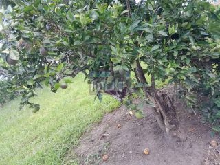 Fazenda Porteira Fechada em Salgado-SE