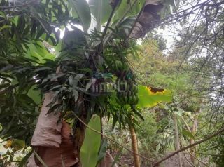 Fazenda Porteira Fechada em Salgado-SE