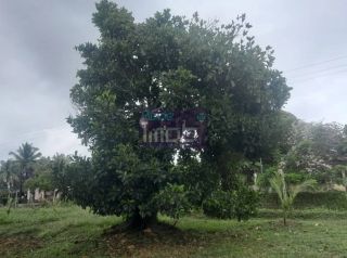 Fazenda Porteira Fechada em Salgado-SE