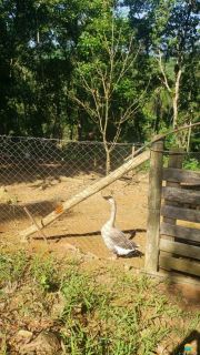 Sítio Encantador com Lagoa e 35 Mil m² de Terreno Produtivo. Ref. 338