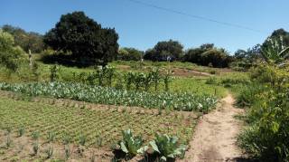 Sítio à venda, 35000 m² por R$ 180.000,00 - Zona Rural - Lagoa Seca/PB