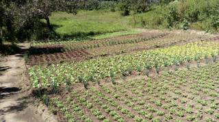Sítio à venda, 35000 m² por R$ 180.000,00 - Zona Rural - Lagoa Seca/PB