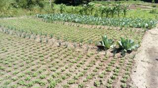 Sítio à venda, 35000 m² por R$ 180.000,00 - Zona Rural - Lagoa Seca/PB