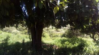 Sítio à venda, 35000 m² por R$ 180.000,00 - Zona Rural - Lagoa Seca/PB