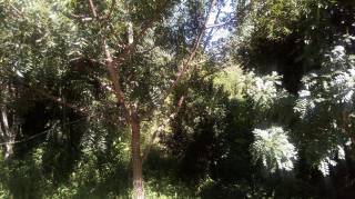 Sítio à venda, 35000 m² por R$ 180.000,00 - Zona Rural - Lagoa Seca/PB
