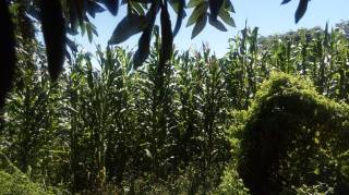 Sítio à venda, 35000 m² por R$ 180.000,00 - Zona Rural - Lagoa Seca/PB