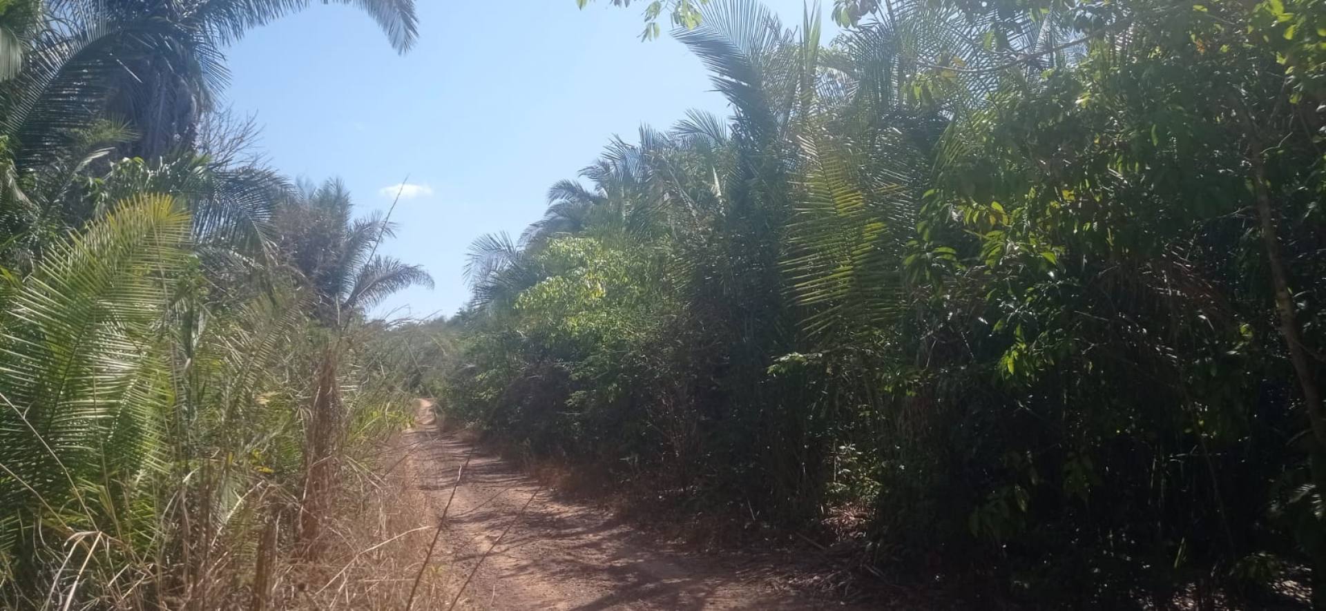 ÁREA A VENDA - ALELUIA  DE 36 HECTARES