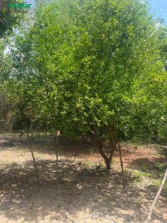 Chácara À venda - José de Freitas