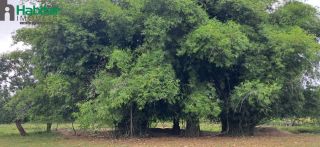 FAZENDA VITÓRIA A VENDA (estrada de José de Freitas)
