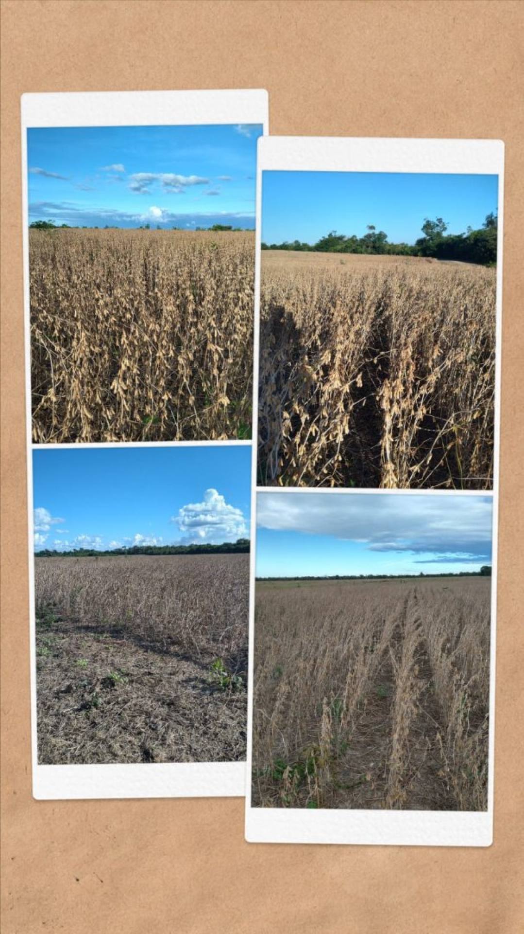 075 Vendo Fazenda agrícola com 1502 hectares na zona rural de Afonso Cunha Maranhão