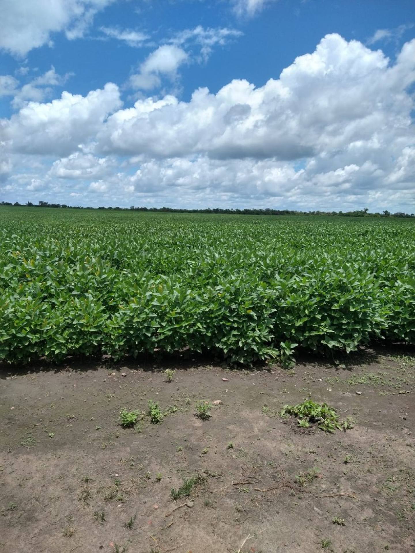 075 Vendo Fazenda agrícola com 1502 hectares na zona rural de Afonso Cunha Maranhão