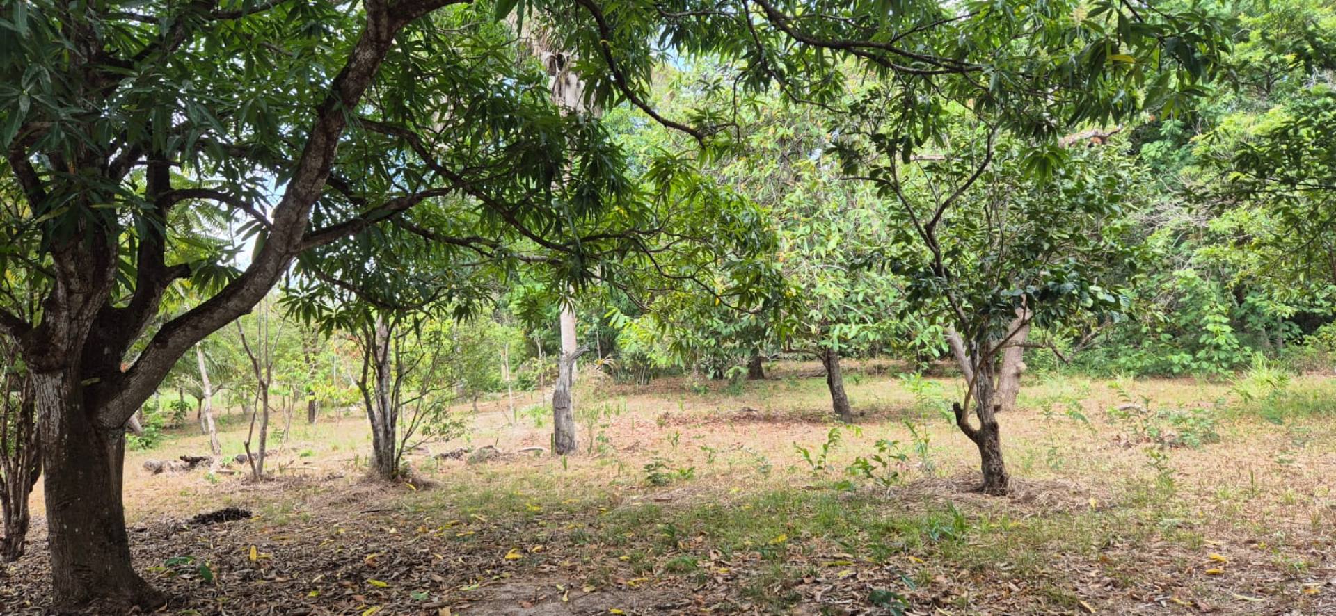 075 Vendo Terreno com 1965m² com árvores frutiferas no bairro Pindaí em São José De Ribamar