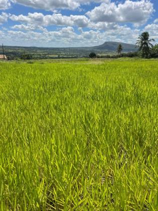 Terreno à Venda com 4 Tarefas - Estrada de Acesso ao Povoado Mangueira – Itabaiana/SE