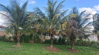 Chácara à Venda com Piscina, Churrasqueira e Fruteiras no Povoado Terra Dura em Itabaiana