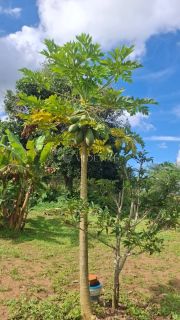 Chácara à Venda com Piscina, Churrasqueira e Fruteiras no Povoado Terra Dura em Itabaiana