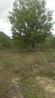 Fazenda no bairro Cidade Alta