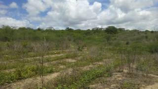 Fazenda no bairro Cidade Alta