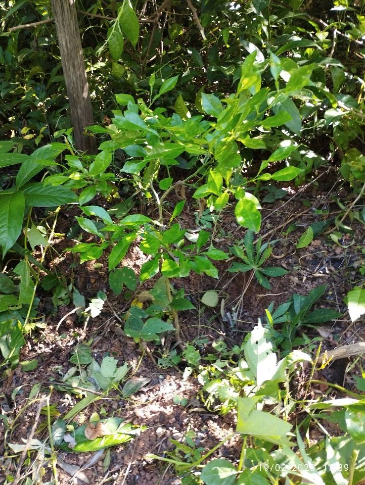 Chácara Para Vender no bairro Caracóis de Baixo em Esmeraldas