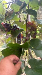 Casa com lote de 720m no bairro Praia em Contagem