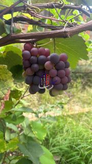 Casa com lote de 720m no bairro Praia em Contagem