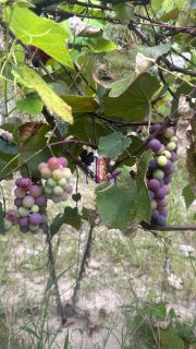 Casa com lote de 720m no bairro Praia em Contagem