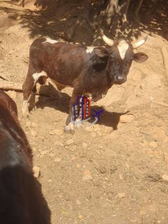 Chácara Para Vender no bairro Amarillys em Esmeraldas