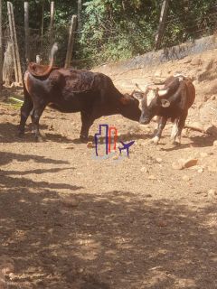 Chácara Para Vender no bairro Amarillys em Esmeraldas