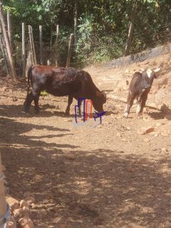 Chácara Para Vender no bairro Amarillys em Esmeraldas