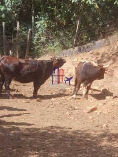 Chácara Para Vender no bairro Amarillys em Esmeraldas