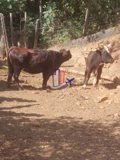 Chácara Para Vender no bairro Amarillys em Esmeraldas