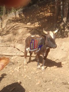 Chácara Para Vender no bairro Amarillys em Esmeraldas