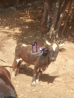 Chácara Para Vender no bairro Amarillys em Esmeraldas