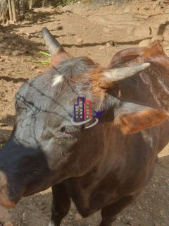 Chácara Para Vender no bairro Amarillys em Esmeraldas