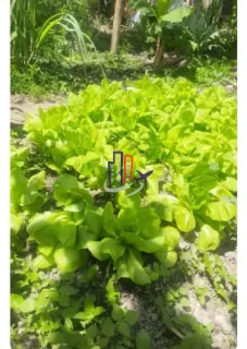 Chácara Para Vender com 04 quartos 01 suítes no bairro Cidade Jardim em Esmeraldas