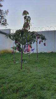 Sítio Para Vender com 08 quartos 08 suítes no bairro Tupã em Contagem