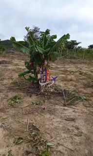 Chácara Para Vender no bairro Zona Rural em Taquaraçu De Minas