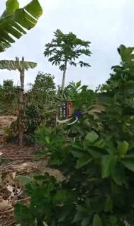 Chácara Para Vender no bairro Zona Rural em Taquaraçu De Minas