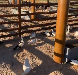 Fazenda Real II Lote em Condominio Fechado
