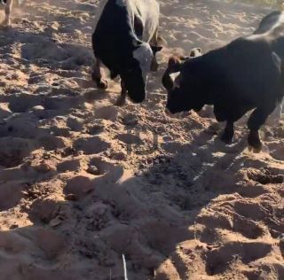 Fazenda Real II Lote em Condominio Fechado