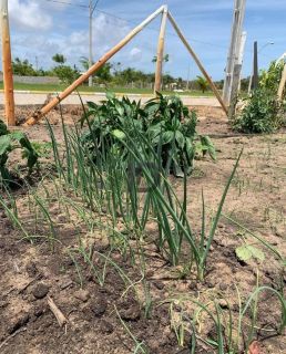 Fazenda Real II Lote em Condominio Fechado
