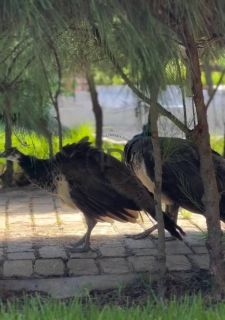 Fazenda Real II Lote em Condominio Fechado
