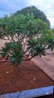 CASA Á VENDA NO JARDIM ITORORÓ