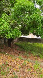 Terreno no Mosqueiro 