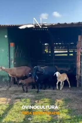 Fazenda em Estância