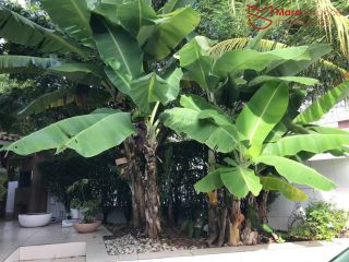 Casa de Alto Padrão Para Locação – Vilas do Bosque, Lauro de Freitas