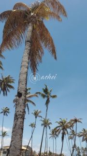 Terreno em vilas so Atlântico