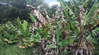 TERRENO Á VENDA EM SÃO CRISTÓVÃO