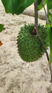 Fazenda barreirinha localizado no Santo Amaro das Brotas