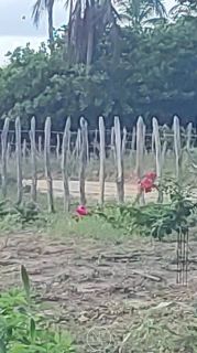 Fazenda barreirinha localizado no Santo Amaro das Brotas